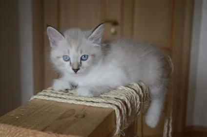 Як ми роздавали кошенят
