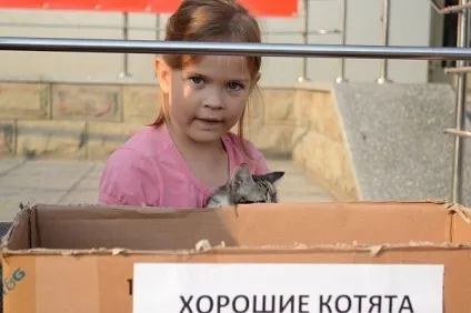 Як ми роздавали кошенят