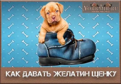 Як і скільки давати желатин цуценяті, чи потрібно це робити (цуценяті) Як і скільки давати желатин цуценяті, чи потрібно це робити