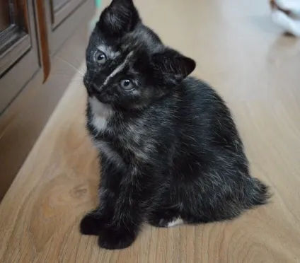 Як ми роздавали кошенят