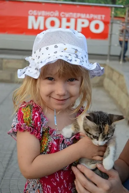 Як ми роздавали кошенят