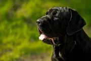 Як назвати чорну собаку 1 (чорний) Як назвати чорну собаку 1