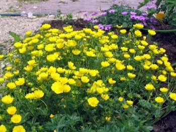 Як забезпечити цвітіння примул все літо (цветонос має висоту) Як забезпечити цвітіння примул все літо