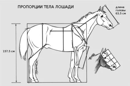 Як навчитися малювати олівцем кінь