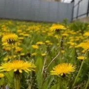 Як відіпрати і відбілити запрані махрові рушники (махрові) Як відіпрати і відбілити запрані махрові рушники