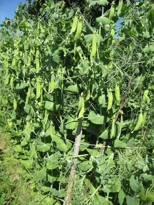 Який горох вибрати для сівби лущильний або цукровий