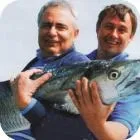 Як спіймати міногу інші риби (ловля міноги) Як спіймати міногу інші риби