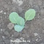 Як посадити розсаду капусти у відкритий грунт, дача (капуста) Як посадити розсаду капусти у відкритий грунт, дача