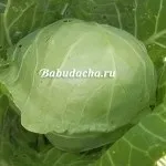Як посадити розсаду капусти у відкритий грунт, дача (відкритий) Як посадити розсаду капусти у відкритий грунт, дача