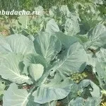 Як посадити розсаду капусти у відкритий грунт, дача (відкритий) Як посадити розсаду капусти у відкритий грунт, дача