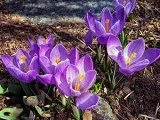 Як поливати квіти - рясно, після посухи (після) Як поливати квіти - рясно, після посухи
