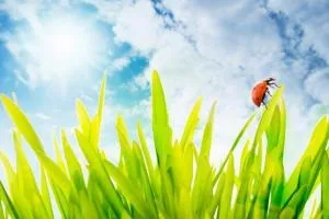 Як підібрати вдалі тіні для зелених очей (тіні) Як підібрати вдалі тіні для зелених очей