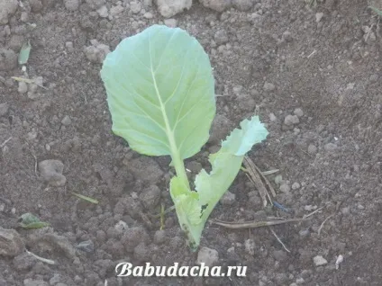 Як посадити розсаду капусти у відкритий грунт, дача (посадка) Як посадити розсаду капусти у відкритий грунт, дача