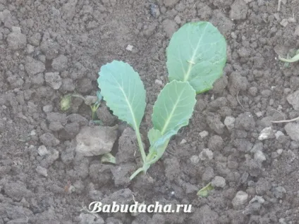 Як посадити розсаду капусти у відкритий грунт, дача (посадити) Як посадити розсаду капусти у відкритий грунт, дача