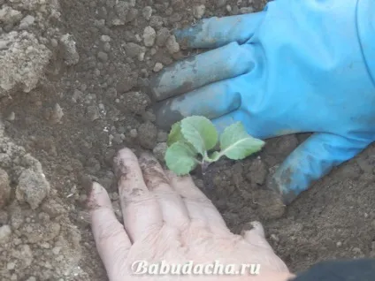 Як посадити розсаду капусти у відкритий грунт, дача (капуста) Як посадити розсаду капусти у відкритий грунт, дача