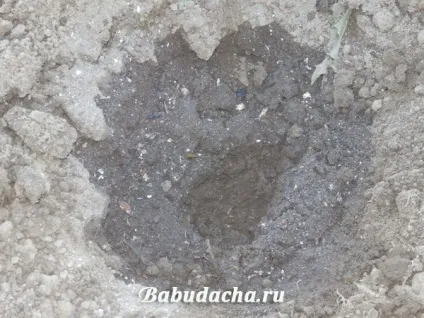 Як посадити розсаду капусти у відкритий грунт, дача (посадка) Як посадити розсаду капусти у відкритий грунт, дача