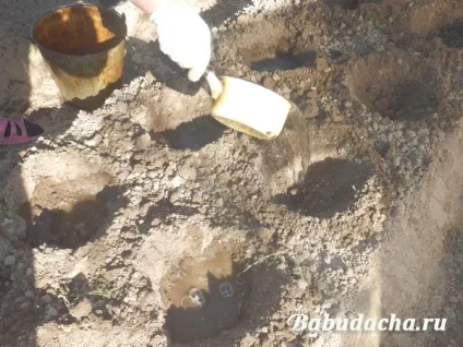 Як посадити розсаду капусти у відкритий грунт, дача (капуста) Як посадити розсаду капусти у відкритий грунт, дача