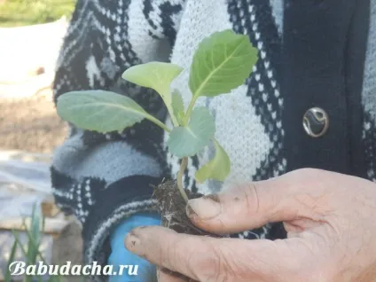 Як посадити розсаду капусти у відкритий грунт, дача (капуста) Як посадити розсаду капусти у відкритий грунт, дача