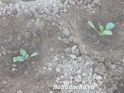 Як посадити розсаду капусти у відкритий грунт, дача (посадка) Як посадити розсаду капусти у відкритий грунт, дача