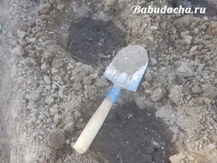 Як посадити розсаду капусти у відкритий грунт, дача (відкритий грунт) Як посадити розсаду капусти у відкритий грунт, дача