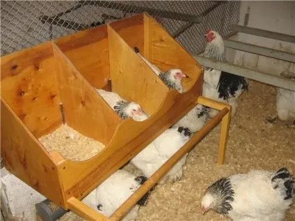 Як побудувати курник на дачі особливості будівництва, де влаштувати, фото і відео (побудувати) Як побудувати курник на дачі особливості будівництва, де влаштувати, фото і відео