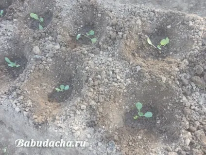 Як посадити розсаду капусти у відкритий грунт, дача (розсаду) Як посадити розсаду капусти у відкритий грунт, дача