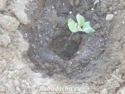Як посадити розсаду капусти у відкритий грунт, дача (посадити) Як посадити розсаду капусти у відкритий грунт, дача