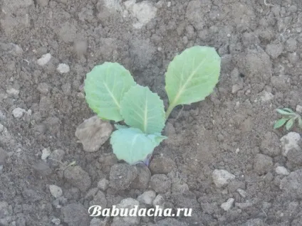 Як посадити розсаду капусти у відкритий грунт, дача (посадка) Як посадити розсаду капусти у відкритий грунт, дача