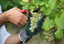 Як правильно садити зелень, город (садити) Як правильно садити зелень, город