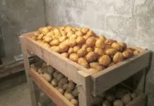 Як правильно садити зелень, город (потрібно рясно поливати) Як правильно садити зелень, город