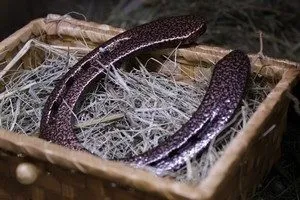 Як правильно вішати підкову в будинку (вішати) Як правильно вішати підкову в будинку