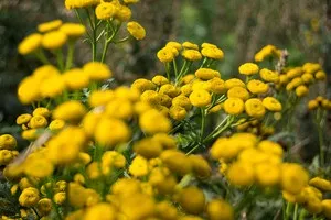 Як правильно заварювати пижмо від глистів - woman s day (правильно) Як правильно заварювати пижмо від глистів - woman s day