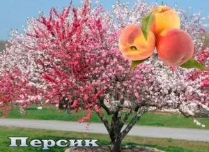 Як правильно посадити персик (краще посадити саджанець) Як правильно посадити персик