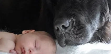 Як познайомити собаку з новим цуценям, дитиною, кошеням або дорослим котом (щеням) Як познайомити собаку з новим цуценям, дитиною, кошеням або дорослим котом
