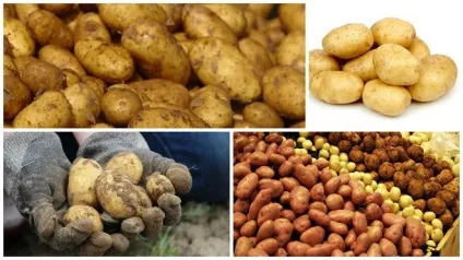 Як приготувати з картоплі брагу для самогону рецепт і корисні поради (самогону) Як приготувати з картоплі брагу для самогону рецепт і корисні поради