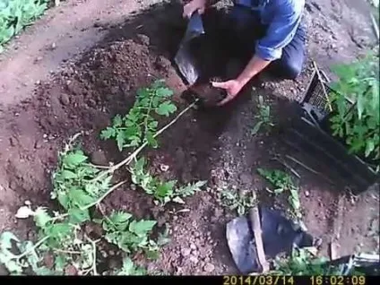 Як правильно посадити яка переросла розсаду томатів (посадити) Як правильно посадити яка переросла розсаду томатів