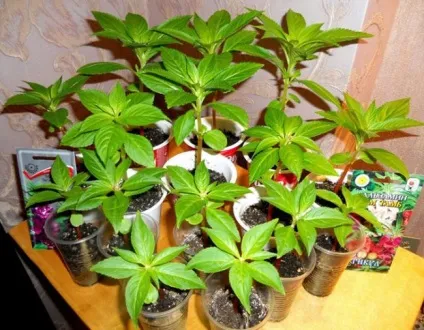 Як прищипувати бальзамін і що робити якщо бальзаміни витягнулися - eтепліца (робити) Як прищипувати бальзамін і що робити якщо бальзаміни витягнулися - eтепліца