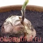 Як збалансувати гормони (насичених мононенасичених жирів) Як збалансувати гормони