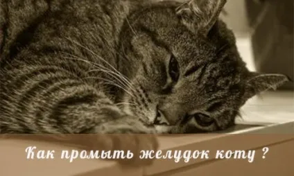 Як промити шлунок коту в домашніх умовах, сайт (шлунок) Як промити шлунок коту в домашніх умовах, сайт
