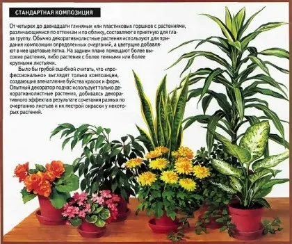 Як скласти композицію з рослин горщиків, види композицій (види) Як скласти композицію з рослин горщиків, види композицій