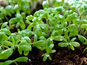 Яку зелень можна виростити взимку на підвіконні (зелень вирощування) Яку зелень можна виростити взимку на підвіконні