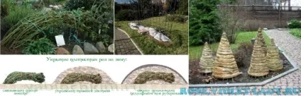 Як доглядати за плетистой трояндою від а до я (доглядати) Як доглядати за плетистой трояндою від а до я