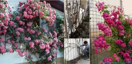 Як доглядати за плетистой трояндою від а до я (доглядати) Як доглядати за плетистой трояндою від а до я