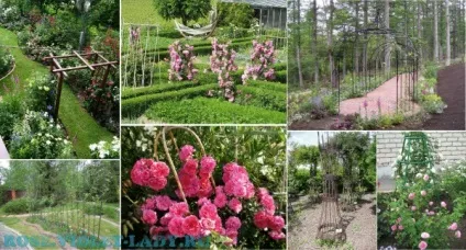 Як доглядати за плетистой трояндою від а до я (трояндою) Як доглядати за плетистой трояндою від а до я