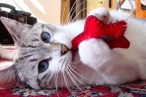 Іграшки для кішки своїми руками, кішки, коти і кошенята - мишок немає! (Ідей створення іграшок) Іграшки для кішки своїми руками, кішки, коти і кошенята - мишок немає!