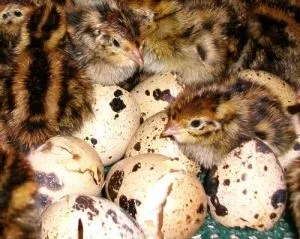 Інкубація перепелиних яєць режим інкубації, таблиця (може прилипнути шкаралупі) Інкубація перепелиних яєць режим інкубації, таблиця