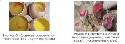 Інкубація гусячих яєць в домашніх умовах режим, таблиця (інкубація гусячі яйця домашні умови розведення гуси бізнес режим інкубатор план куплю температура зберігання таблиця инкубационное) Інкубація гусячих яєць в домашніх умовах режим, таблиця