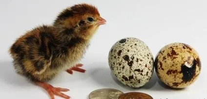 Інкубація перепелиних яєць в домашніх умовах і інкубатор своїми руками (інкубатор) Інкубація перепелиних яєць в домашніх умовах і інкубатор своїми руками