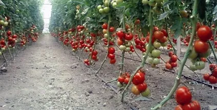 Індетермінантні і детермінантні томати - що це таке, в чому їх різниця