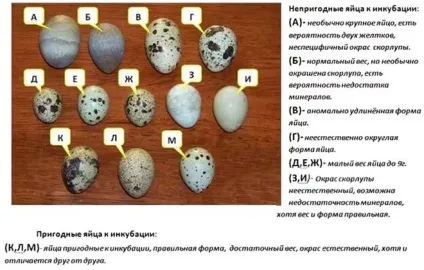 Інкубація перепелиних яєць в домашніх умовах і інкубатор своїми руками (домашніх) Інкубація перепелиних яєць в домашніх умовах і інкубатор своїми руками